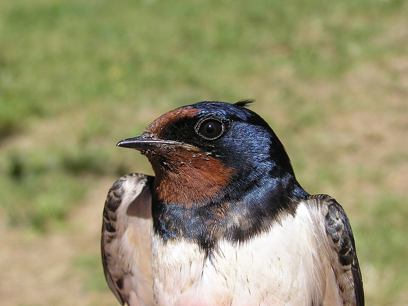 Barn Swallow, Digrans 20080604